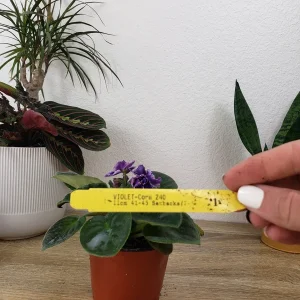 African Violet Live Plant - Cora 4 Inch Pot - Indoor Houseplant - Image 3