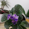 African Violet Live Plant - Cora 4 Inch Pot - Indoor Houseplant - Image 1
