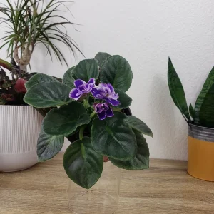 African Violet Live Plant - Cora 4 Inch Pot - Indoor Houseplant - Image 4