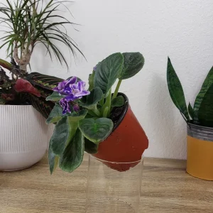 African Violet Live Plant - Cora 4 Inch Pot - Indoor Houseplant - Image 5