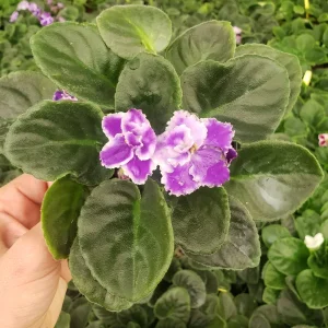 African Violet Live Plant - Cora 4 Inch Pot - Indoor Houseplant - Image 6