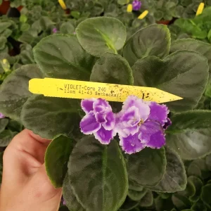 African Violet Live Plant - Cora 4 Inch Pot - Indoor Houseplant - Image 7