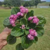African Violet Live Plant - Currently Blooming, 4 Inch Pot - Indoor Houseplant - Image 1