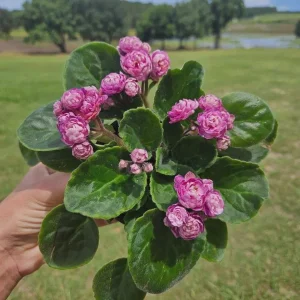 African Violet Live Plant - Currently Blooming, 4 Inch Pot - Indoor Houseplant - Image 1
