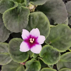 African Violet Live Plant - Currently Blooming - 4 Inch Pot - Indoor Houseplant - Image 2