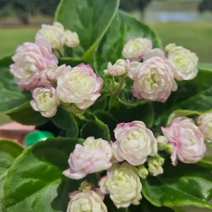 African Violet Live Plant - Currently Blooming, 4 Inch Pot - Indoor Houseplant - Image 4