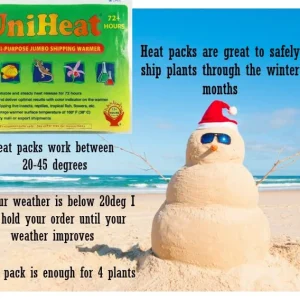 African Violet Live Plant – Currently Blooming – 4 Inch Pot – Indoor Houseplant - Image 5