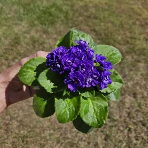 African Violet Live Plant – Currently Blooming – 4 Inch Pot – Indoor Houseplant - Image 7