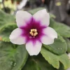 African Violet Live Plant - Currently Blooming - 4 Inch Pot - Indoor Houseplant - Image 1