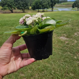 African Violet Live Plant - Currently Blooming Rosette, 4 Inch Pot, Indoor - Image 2