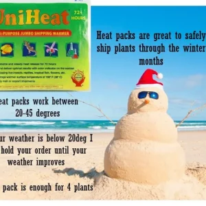 African Violet Live Plant - Currently Blooming Rosette, 4 Inch Pot, Indoor - Image 4