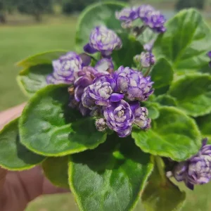 African Violet Live Plant - Currently Blooming Rosette, 4 Inch Pot, Indoor - Image 8