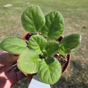 African Violet Live Plant - Dancing Queen Starter Plant, 4 Inch Pot - Image 2