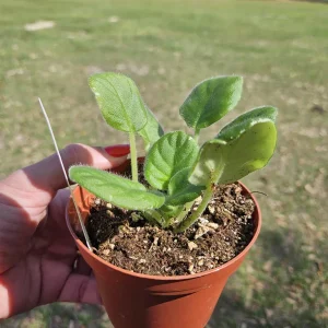 African Violet Live Plant - Dancing Queen Starter Plant, 4 Inch Pot - Image 3
