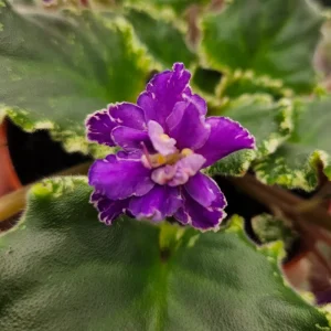 African Violet Live Plant - Dancing Queen Starter Plant, 4 Inch Pot - Image 4