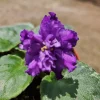African Violet Live Plant - Dancing Queen Starter Plant, 4 Inch Pot - Image 1