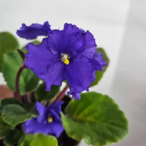African Violet Live Plant – Flowering Saintpaulia Houseplant – 4.5 Inch Pot - Image 10