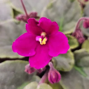 African Violet Live Plant – Flowering Saintpaulia Houseplant – 4.5 Inch Pot - Image 3