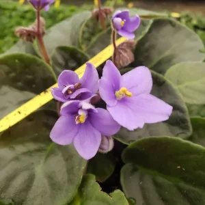 African Violet Live Plant – Flowering Saintpaulia Houseplant – 4.5 Inch Pot - Image 6