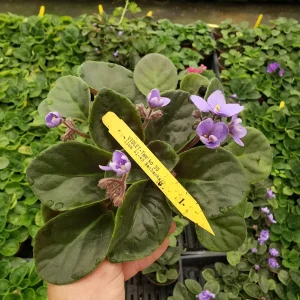 African Violet Live Plant – Flowering Saintpaulia Houseplant – 4.5 Inch Pot - Image 7