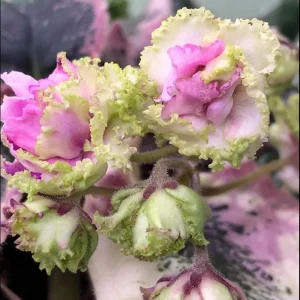 African Violet Live Plant - Harmony's Lucky Lady Starter, 4 Inch Pot Indoor - Image 1