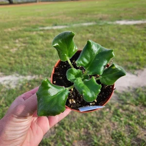 African Violet Live Plant - Harmony's Lucky Lady Starter, 4 Inch Pot Indoor - Image 2