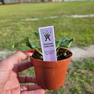 African Violet Live Plant - Harmony's Lucky Lady Starter, 4 Inch Pot Indoor - Image 3