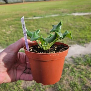 African Violet Live Plant - Harmony's Lucky Lady Starter, 4 Inch Pot Indoor - Image 4