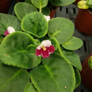 African Violet Live Plant - Holly Red & White Blooms - 4 Inch Pot - Indoor Houseplant - Image 2