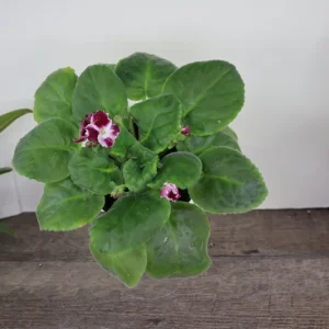 African Violet Live Plant - Holly Red & White Blooms - 4 Inch Pot - Indoor Houseplant - Image 3
