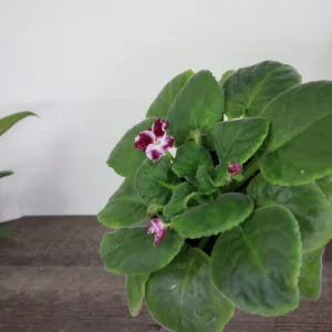 African Violet Live Plant - Holly Red & White Blooms - 4 Inch Pot - Indoor Houseplant - Image 4