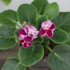 African Violet Live Plant - Holly Red & White Blooms - 4 Inch Pot - Indoor Houseplant - Image 1