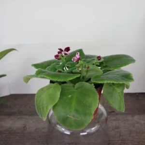 African Violet Live Plant - Holly Red & White Blooms - 4 Inch Pot - Indoor Houseplant - Image 5