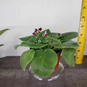 African Violet Live Plant - Holly Red & White Blooms - 4 Inch Pot - Indoor Houseplant - Image 6