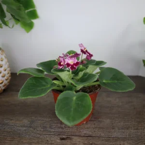 African Violet Live Plant - Holly Red & White Blooms - 4 Inch Pot - Indoor Houseplant - Image 7