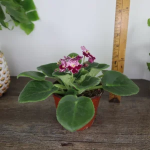 African Violet Live Plant - Holly Red & White Blooms - 4 Inch Pot - Indoor Houseplant - Image 8