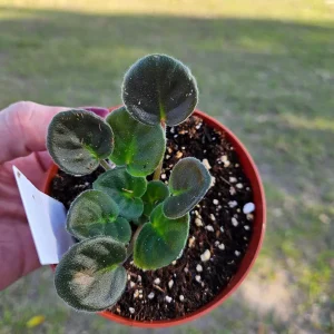 African Violet Live Plant - Ma's Frogland Variety, Young Starter in 4 Inch Pot, Indoor Houseplant - Image 2