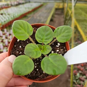 African Violet Live Plant - Ma's Frogland Variety, Young Starter in 4 Inch Pot, Indoor Houseplant - Image 3