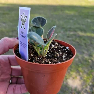 African Violet Live Plant - Ma's Frogland Variety, Young Starter in 4 Inch Pot, Indoor Houseplant - Image 4