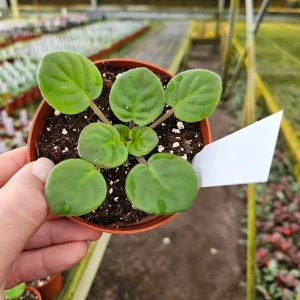 African Violet Live Plant - Ma's Frogland Variety, Young Starter in 4 Inch Pot, Indoor Houseplant - Image 5