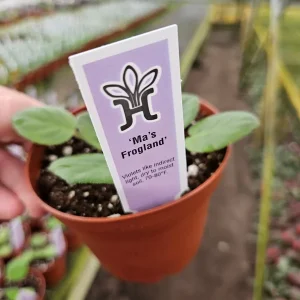 African Violet Live Plant - Ma's Frogland Variety, Young Starter in 4 Inch Pot, Indoor Houseplant - Image 6