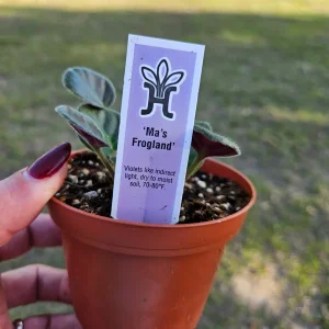 African Violet Live Plant - Ma's Frogland Variety, Young Starter in 4 Inch Pot, Indoor Houseplant - Image 7