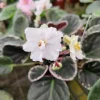 African Violet Live Plant - Ma's Frogland Variety, Young Starter in 4 Inch Pot, Indoor Houseplant - Image 1