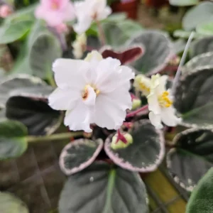 African Violet Live Plant - Ma's Frogland Variety, Young Starter in 4 Inch Pot, Indoor Houseplant - Image 1
