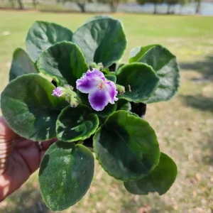 African Violet Live Plant - Plum Blush - 4 Inch Pot - Indoor Houseplant - Image 2