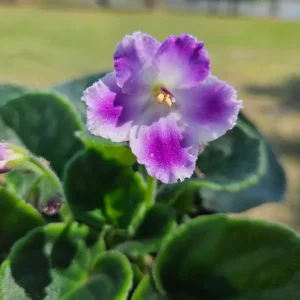 African Violet Live Plant - Plum Blush - 4 Inch Pot - Indoor Houseplant - Image 3