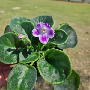 African Violet Live Plant - Plum Blush - 4 Inch Pot - Indoor Houseplant - Image 4