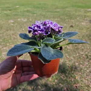 African Violet Live Plant - Purple Blush, 4 Inch Pot - Indoor Flowering Houseplant - Image 2