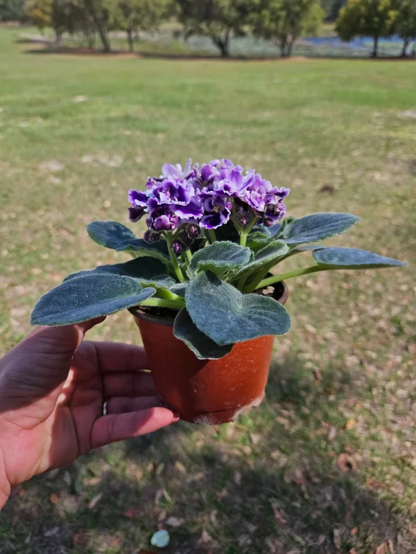 African Violet Live Plant - Purple Blush, 4 Inch Pot - Indoor Flowering Houseplant - Image 2