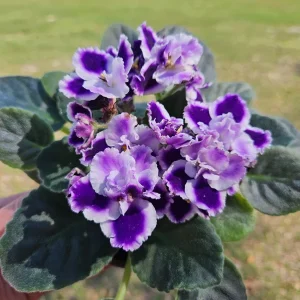 African Violet Live Plant - Purple Blush, 4 Inch Pot - Indoor Flowering Houseplant - Image 3